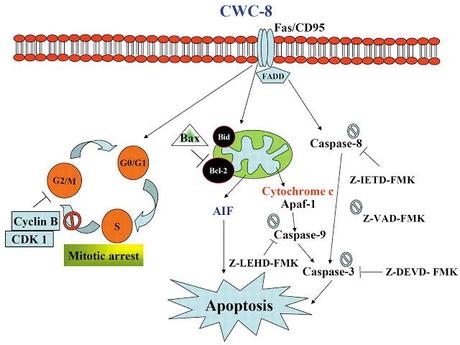 Ruta intrínseca de la apoptosis