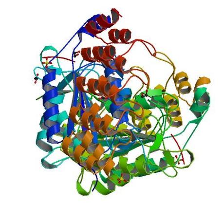 Definición del término apoptosis