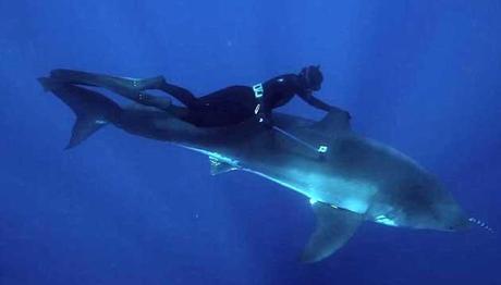 Kimi Werner nada con un tiburón blanco