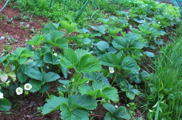 LA HUERTA..........................¡En plena Primavera! .-