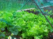 HUERTA..........................¡En plena Primavera!