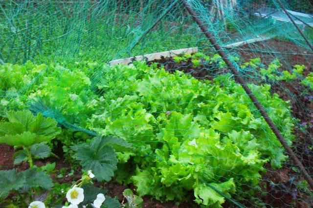 LA HUERTA..........................¡En plena Primavera! .-