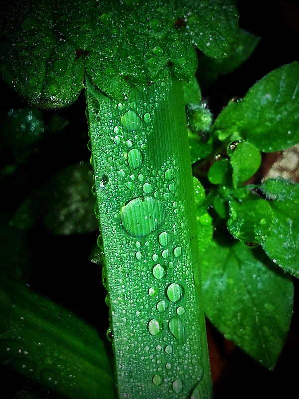 Androidografia Barakaldo 1334