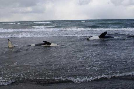 orcas varadas en el Reino Unido