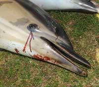 delfín varado en Falmouth Bay en 2008