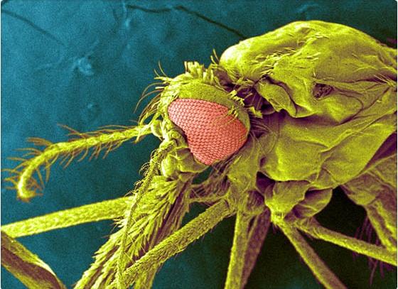 VACUNAN MOSQUITOS QUE  PREVIENEN LA MALARIA