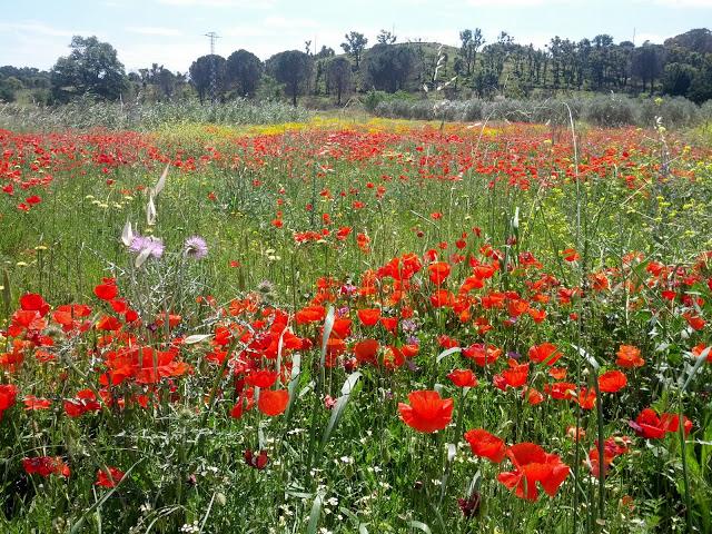 Entre Amapolas  /    Among Poppies