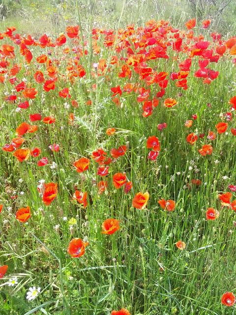 Entre Amapolas  /    Among Poppies