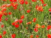 Entre Amapolas Among Poppies