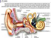 Consejos prevenir otitis