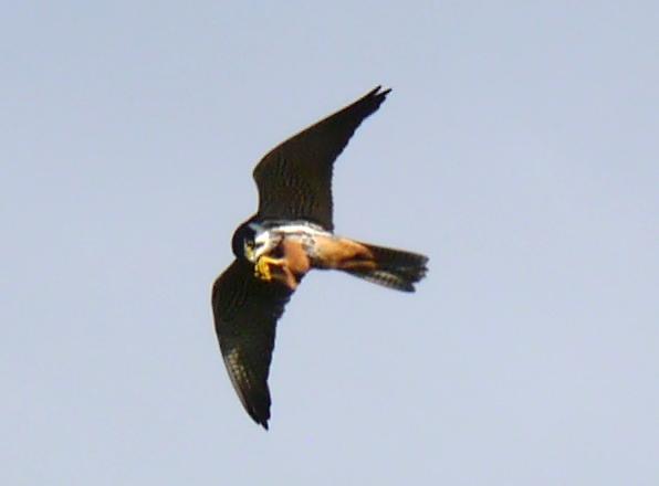 Alcotanes en La Granda