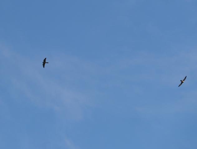 Alcotanes en La Granda