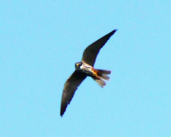 Alcotanes en La Granda