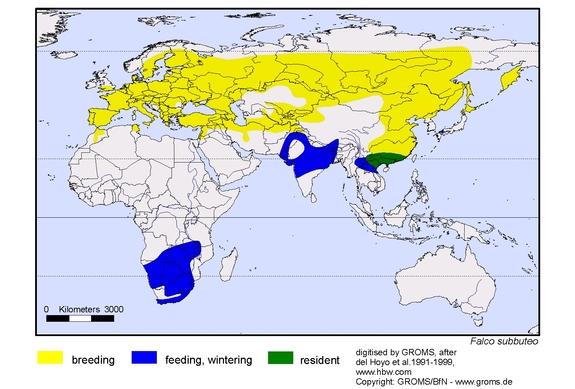 Alcotanes en La Granda