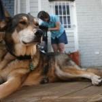 relacion dueños y perros