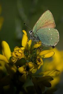 Para ampliar Callophrys rubi (Linnaeus, 1758) Cejialba hacer clic