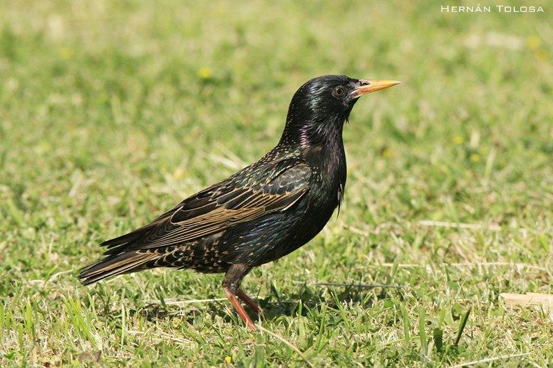 Una nueva plaga para la Argentina