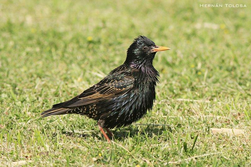 Una nueva plaga para la Argentina