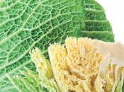 Propiedades berza repollo