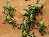 Criar comer insectos para luchar contra hambre