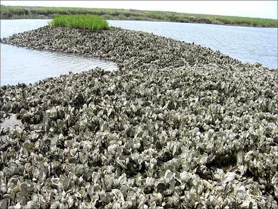 arrecife de ostras en Chesapeake Bay