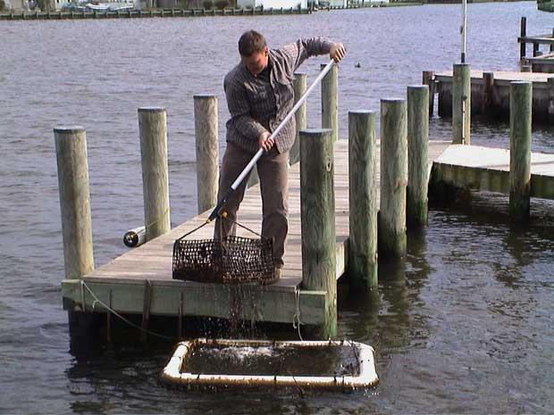 criadero de ostras en un muelle de Chesapeake Bay