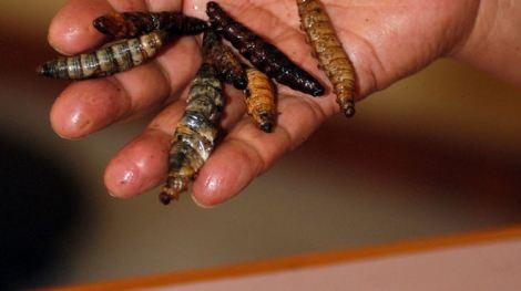 PROPONE-INSECTOS-LUCHAS-HAMBRE-OBESIDAD_IECIMA20130513_0050_7