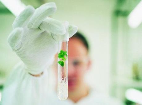 Las plantas podrían convertirse en las celdas solares del futuro