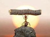 Descubre cómo hormiga puede ayudarte triunfar vida