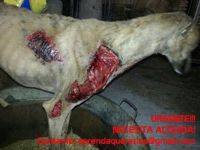 VERDI, OTRO GALGO MAS QUE SE UNE A LA LISTA DE MALTRATADOS.