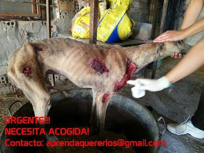 VERDI, OTRO GALGO MAS QUE SE UNE A LA LISTA DE MALTRATADOS.