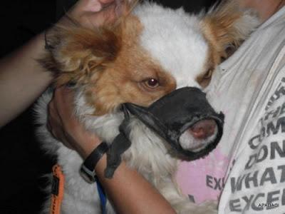 TOMAS, SU HISTORIA NOS HA LLEGADO AL ALMA, AYUDA!! (ALICANTE)