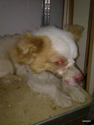 TOMAS, SU HISTORIA NOS HA LLEGADO AL ALMA, AYUDA!! (ALICANTE)