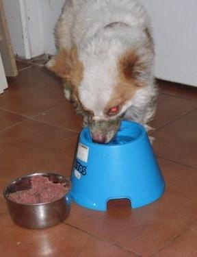 TOMAS, SU HISTORIA NOS HA LLEGADO AL ALMA, AYUDA!! (ALICANTE)