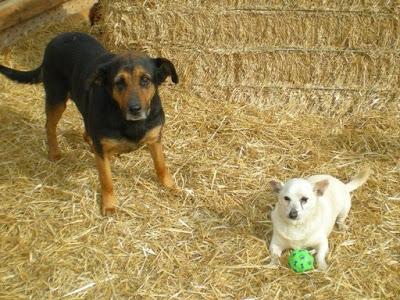 NITA, TUERTA A GOLPES, EN ADOPCIÓN.