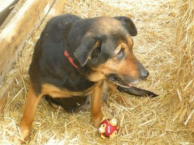 NITA, TUERTA A GOLPES, EN ADOPCIÓN.