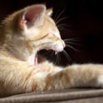 Cómo acercarse a un gato herido de forma segura gato herido