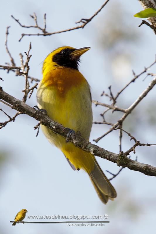 Saira dorada (Guira Tanager)