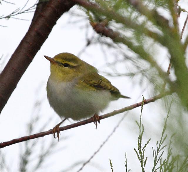HISTORICO PASO PRENUPCIAL EN CATALUÑA