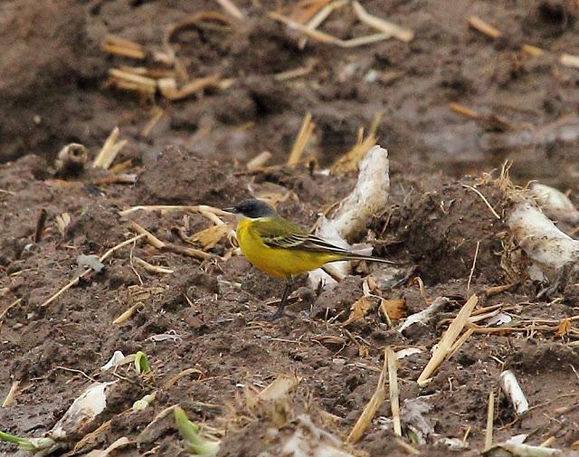 HISTORICO PASO PRENUPCIAL EN CATALUÑA