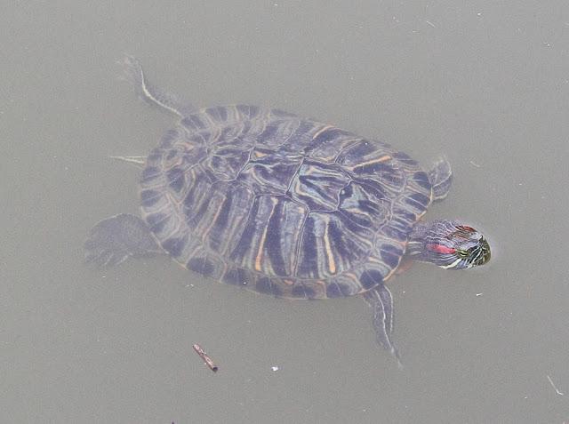 HISTORICO PASO PRENUPCIAL EN CATALUÑA