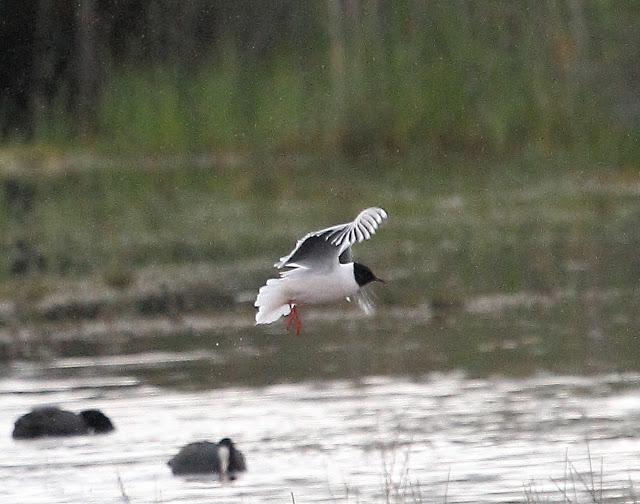 HISTORICO PASO PRENUPCIAL EN CATALUÑA