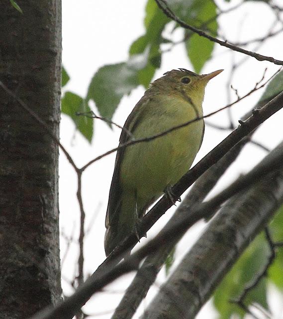 HISTORICO PASO PRENUPCIAL EN CATALUÑA