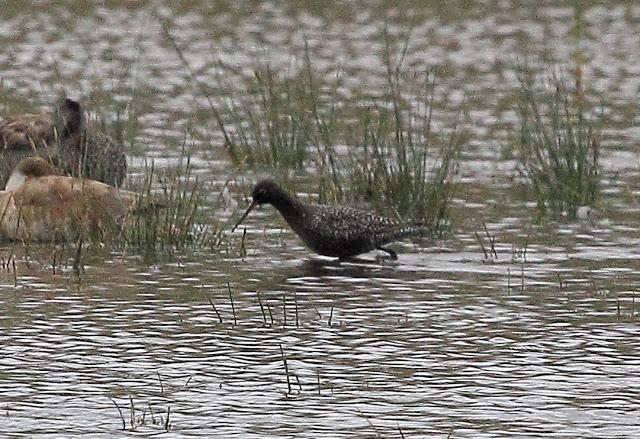 HISTORICO PASO PRENUPCIAL EN CATALUÑA
