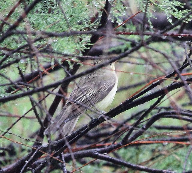HISTORICO PASO PRENUPCIAL EN CATALUÑA