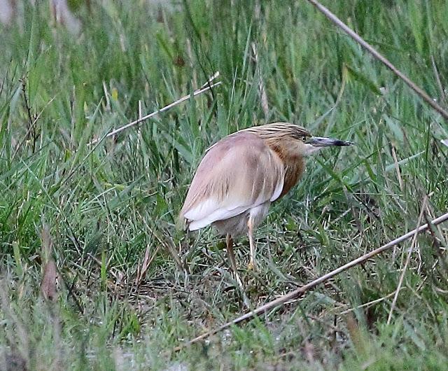 HISTORICO PASO PRENUPCIAL EN CATALUÑA