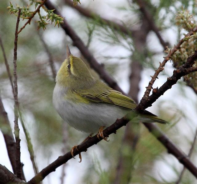 HISTORICO PASO PRENUPCIAL EN CATALUÑA