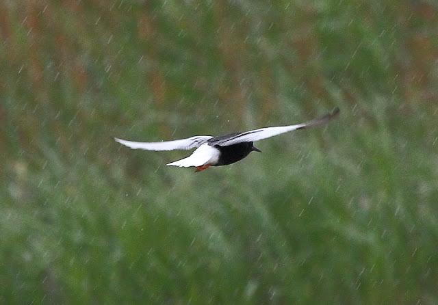 HISTORICO PASO PRENUPCIAL EN CATALUÑA