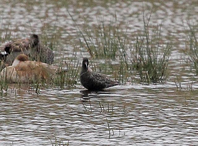 HISTORICO PASO PRENUPCIAL EN CATALUÑA