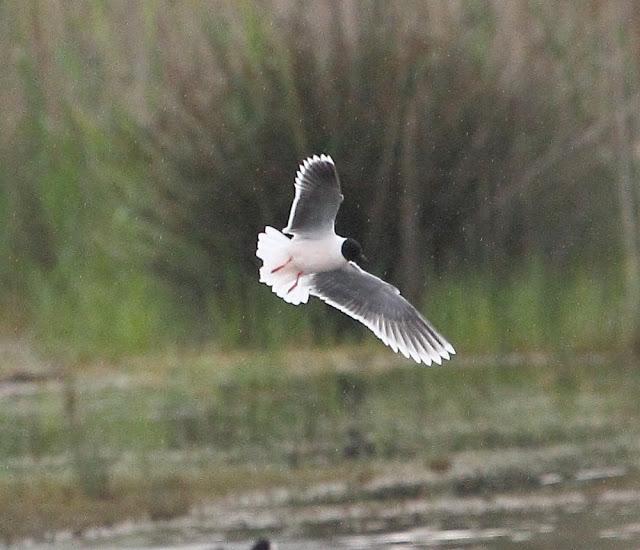 HISTORICO PASO PRENUPCIAL EN CATALUÑA